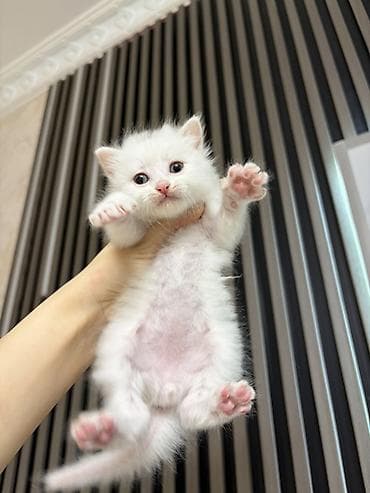 pişik pers: Şotland, Yaxşı əllərə — 1