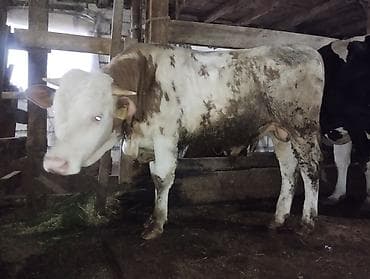 Рогатый скот: (hər heyvanın öz qiyməti var real alıcılar üçün endirim — 4