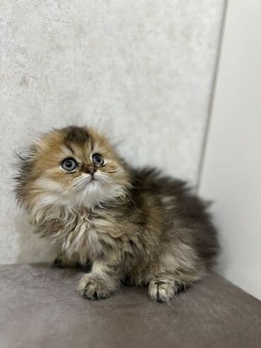 сколько стоит британский котёнок: Британская, Самка — 6