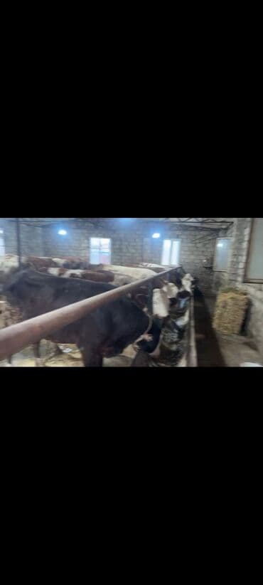 cins ineklerin satisi 2018: İnəklər satılır qiymətlər 5000dən başlayır ünvan bakı əlaqə 0773095759 — 5