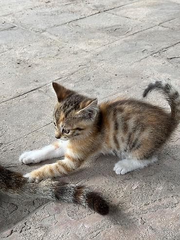 Heyvanlar: Tabbi, Dişi, Yaxşı əllərə, Ünvandan götürmə, Pulsuz çatdırılma — 4