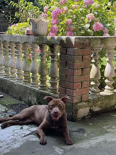 hinduska balasi satilir: Pitbul, Dişi — 2