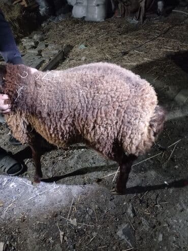 сколько стоит конь: Iki baş erkək quzu 1 yaşları yanvarın axırı olacaq birinin diri çəkisi — 3