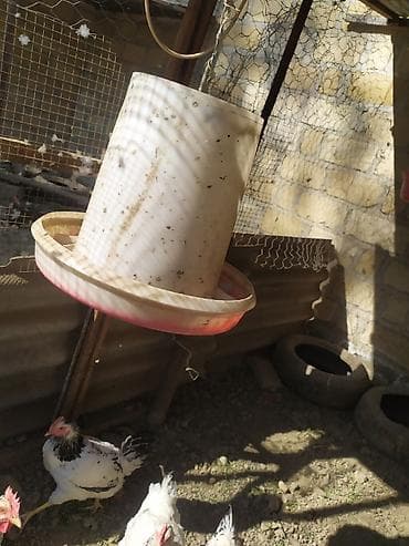 heyvanlar satisi: Yem qabı, Yem üçün, Quşlar üçün, Ünvandan götürmə — 2