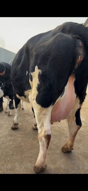 Heyvanlar üçün mallar: Südlük inək və buzov dəsti - Cins: Holşteyn tipli, xallı (qara‑ağ) — 8