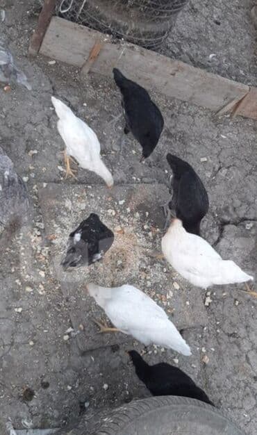 cins ineklerin qiymeti: Salam, kend colpalari satilir, suali olna yalniz vatsapa yazsin — 6