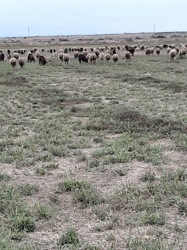 сдается 3 комнатная квартира: 40000 sot, Kənd təsərrüfatı, Mülkiyyətçi, Müqavilə — 5