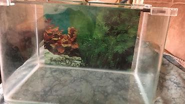 it şekilleri: Akvaryum üçün şüşə qapaq dəsti - Şəffaf şüşə qapaq: düzbucaqlı forma — 6