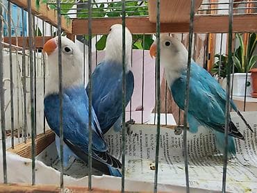 Salam Türkiyədən gələn quşların balasıdı, 15 günolar anasından