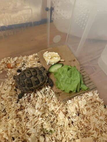 Növ: Kiçik quru tısbağa (yavru) Təsvir: - Kompakt ölçülü, qara-yaşıl