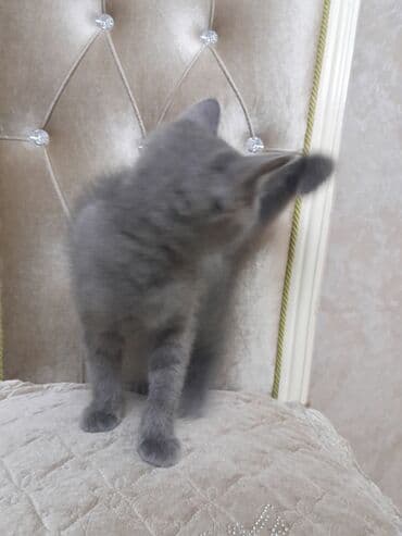 где можно купить котенка: Dişi, Yaxşı əllərə, Ünvandan götürmə — 3
