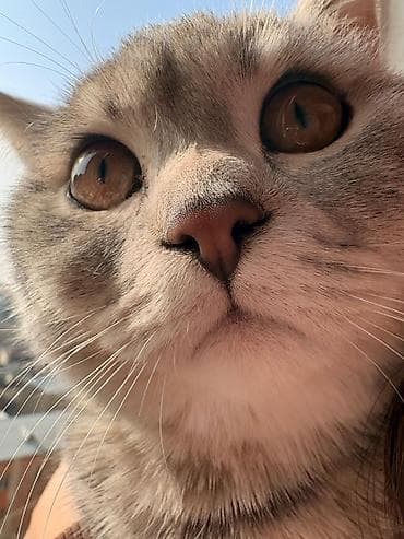 cat: Şotland, Erkək, Cütləşmə üçün, Ünvandan götürmə, Ödənişli çatdırılma — 2