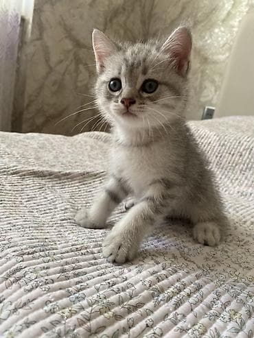 Кошки: Шиншилла, Самка — 3