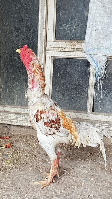 sumatra xoruz: Doşab heyratı satılır 1 delebesi var Məhsul: Xoruz (uzunboyun, oyun — 4