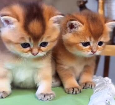 pişik yuva: Britan, Erkək, Yaxşı əllərə, Ünvandan götürmə — 9