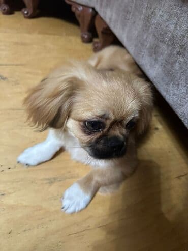 3D panellər: Pekines — 2