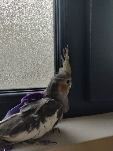 ev itiləri: Növ: Nimfa tutuquşu (cockatiel) Rəng: Boz-ağ qarışıq, yanaqlarda — 1