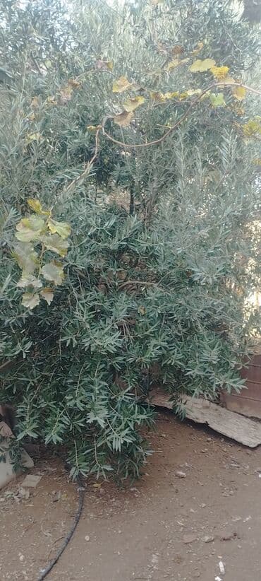 Zeytun ağacı satılır. - Növ: Masa/yağlıq zeytun. Yarpaqlar