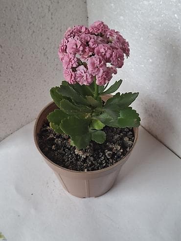 mal dili bitkisi: Kalanxoe (Kalanchoe blossfeldiana) – çoxillik, sulu gövdəli otaq — 2