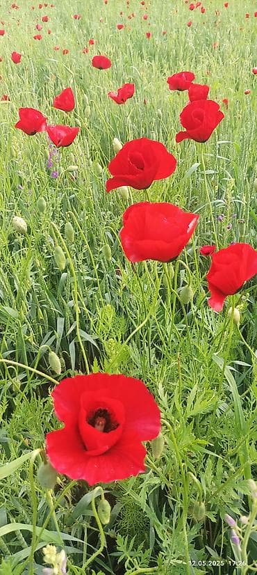 Şitillər: Sekide gunluk ev verilir.(dag dibi terefde) — 1