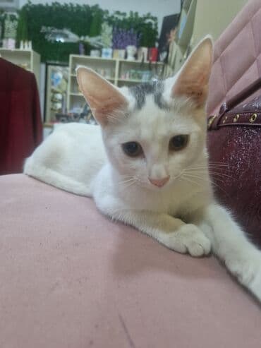 pişik cutləşdirilir: Türk anqora, Erkək, Yaxşı əllərə — 3