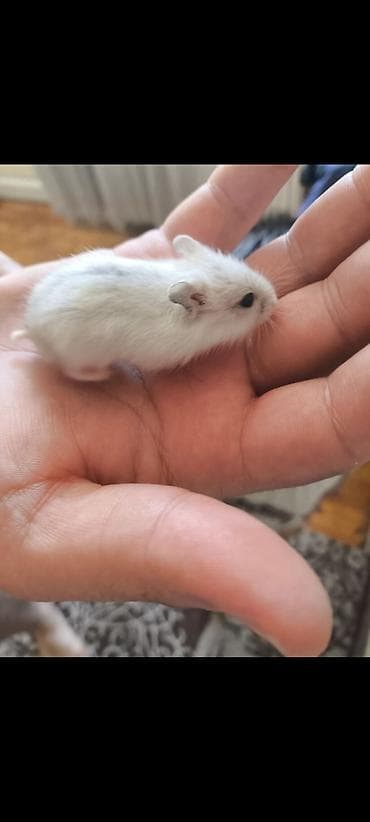 hamster near me: Ag ve qehveyi hemstr balalari satilir isteyen yazsin ededi 3 azndir — 1
