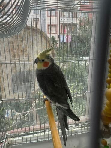 Salam 1 yaşdan çox olar erkəydi üzərində qəfəsi 2-3 kq yemi veriləcəy