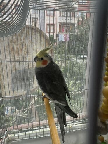 клетка для попугаев: Salam 1 yaşdan çox olar erkəydi üzərində qəfəsi 2-3 kq yemi veriləcəy — 1