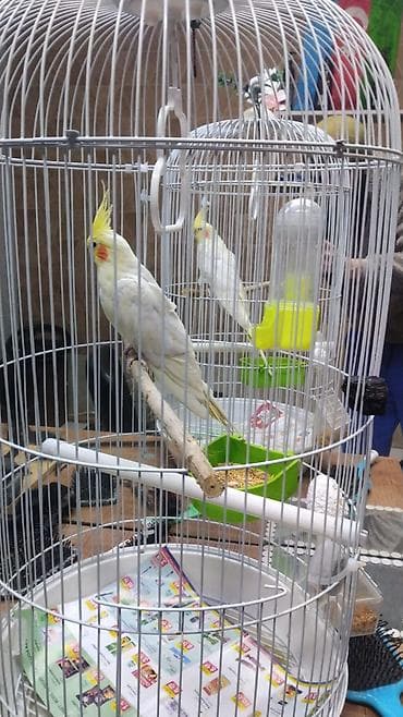 Голуби: Nömrəli tutuquşu – nimfa (cockatiel) cinsi - Rəng: sarı-ağ tonlarda — 2