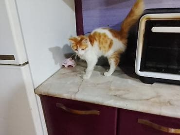 Yaxşı əllərə — 5