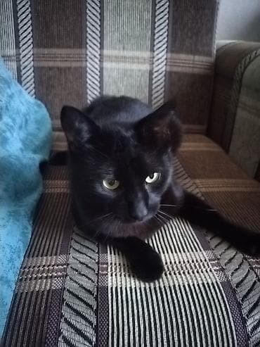 Qara ev pişiyi – mehriban və sakit xasiyyətli - Rəng: tam qara