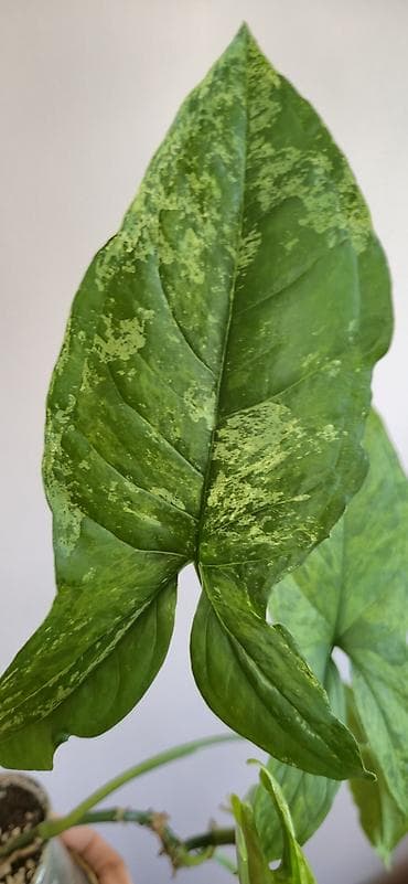 diffenbaxiya bitkisi: Syngonium mottled. Tez böyüyen, rahat bitki — 2