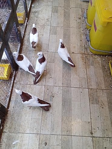 Akvariumlar: Cins: göyərçini Rəng: 5 eded qırmızı boynuĝüllü desde kekilli boyun — 4