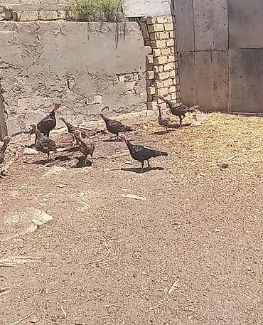 keçi: Erkək, Damazlıq — 2