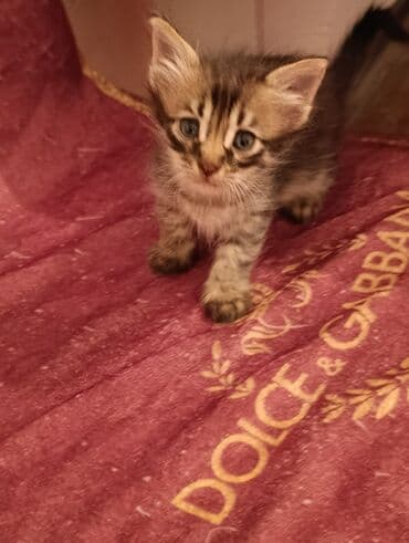 кот в добрые руки: Məhsul: Pişik balaları Təsvir: - Şəkillərdə müxtəlif rəng və — 7