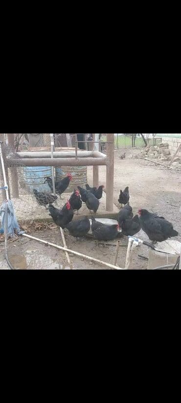 пудель карликовый цена: Курица, Australop, Для разведения, Самовывоз — 6