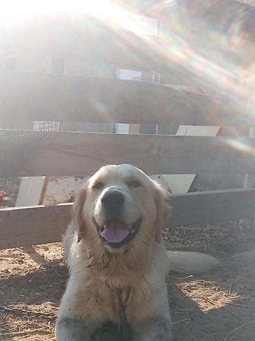 golden itleri: Retriever, Erkek — 3