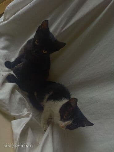 купить хаски щенка: В добрые руки — 1