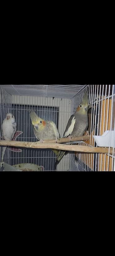 derzi quşu: Hazir 2 cut bala vermis korella saglam cavan cutlerdi cutu 60m unvan — 1