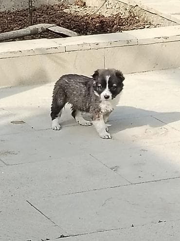 it adları erkək: Qurdbasar, Erkek — 4