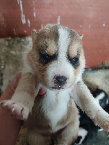 akita inu poklanjam: Xaski, 1 ay, Dişi — 3