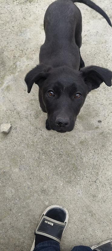 top 3 ev heyvanları: Labrador-retriver, 3 ay, Dişi, Peyvəndli, Ünvandan götürmə — 3