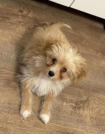 Maltipoo cinsi itdir pasportu var her bir eşyası var çantası, şampunu lalafo.az -da Maltipoo cinsi itdir pasportu var her bir eşyası var çantası, şampunu