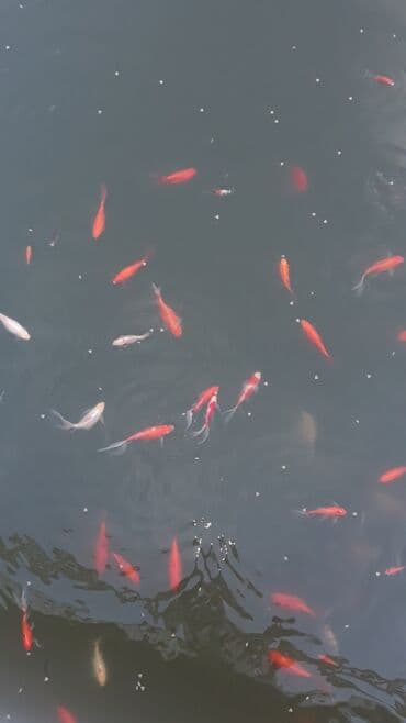 nemo baligi: Yapon qizil baliqlari — 10