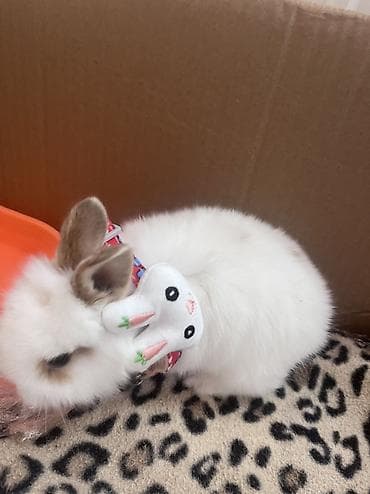 Akvariumlar: Mini dekorativ dovşan – ağ tüklü, qulaqlarında və göz ətrafında açıq — 7