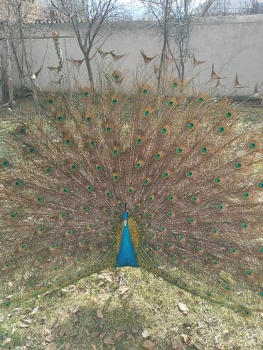 at satisi azerbaycan: ✨Hər iki quşun (🦚) 5 yaşı var. İkisi birlikdə 500 azn. Alıcıya endirim — 1