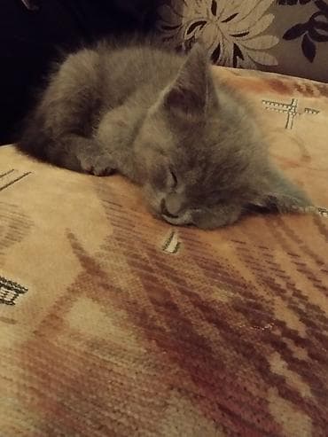 pisik oyuncaqlari: Britan — 6