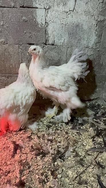 Digər heyvanlar: 3ədəd dekabrın 21i çıxmış Kalumbian brahma beçələri satılır.İri və — 6