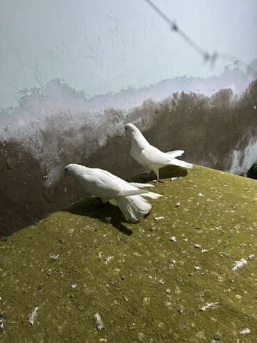 amadin quşu: Her quwn oz qiymeti var yazn sorwn — 4