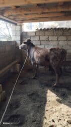 yonca presi qiymeti 2025: Dana, buzov, Erkək, ay: 1, 100 kq, Ətlik, Ünvandan götürmə — 1